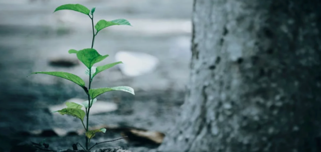 The rise of sustainable finance and social impact